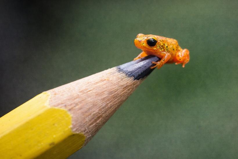 Маленькая жаба на кончике карандаша