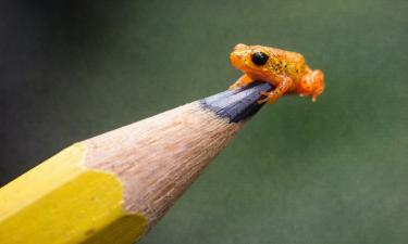 Новый вид жаб Brachycephalus lulai нашли в облачных лесах Бразилии