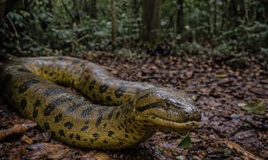 Генетики выделили новый вид анаконды Eunectes akayima — токсиколог Брайан Фрай