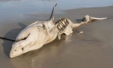 Два морских палача переписали законы природы: океан превращается в арену кровавого геноцида