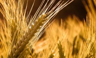 Постпред РФ: передача Киеву снарядов с обеднённым ураном отрицательно скажутся на экспорте Украины