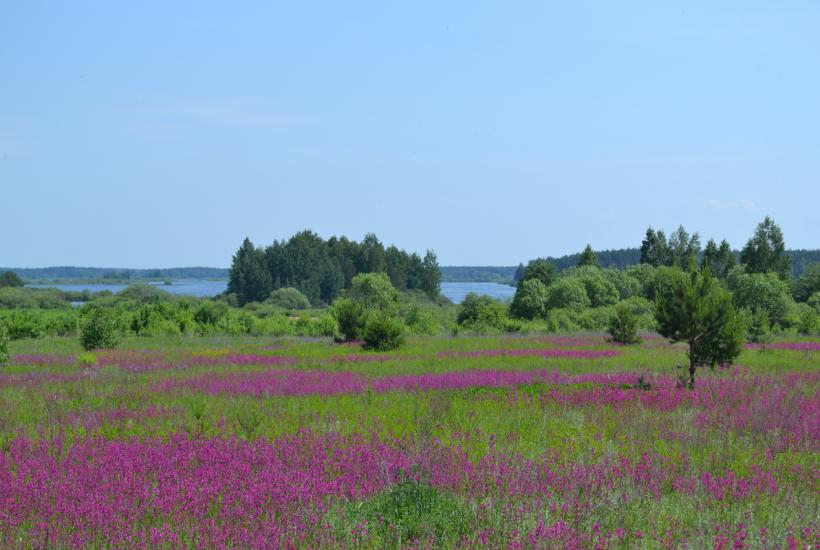 Поле