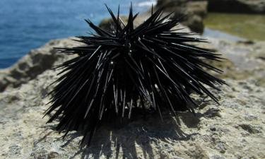 На Канарских островах численность морских ежей сократилась на 99,7% — Earth