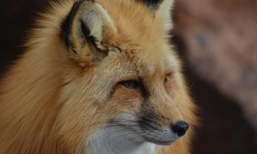 Сериал Как приручить лису доказывает, что самое страшное зло говорит тихим голосом