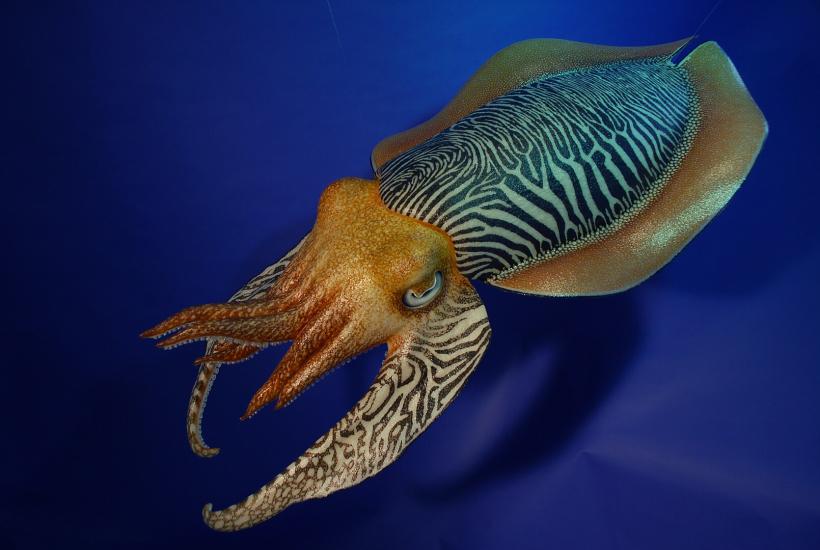 каракатица