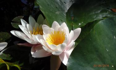 Кувшинка снижает рост водорослей в водоёмах — Ciceksel