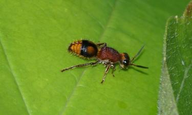 Оса Traumatomutilla поглощает 99% света — профессор Гильермо-Феррейра