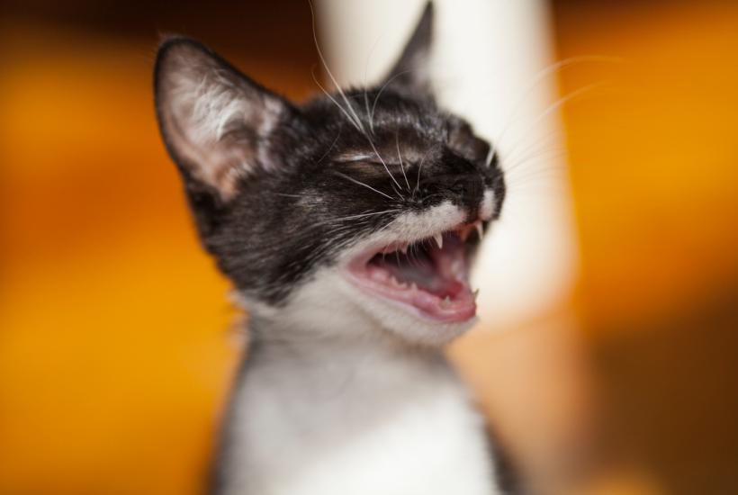 Мяукающий котенок Мяукающий котенок