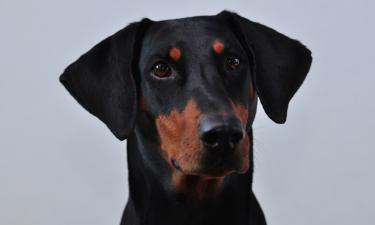 Доберман привёл в ярость Сергея Зверева: стилист устроил скандал в сквере и отобрал у хозяйки собаки телефон