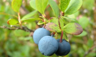Корни саженцев голубики разрезают вертикально для роста наружу