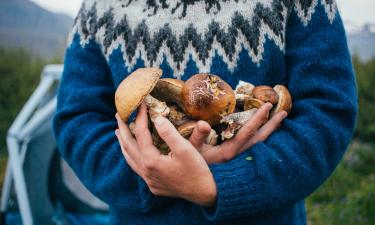 Минздрав перечислил опасные ошибки при сборе и варке грибов