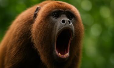 60 жестов и ни одного слова: как приматы используют мимику и жесты для общения