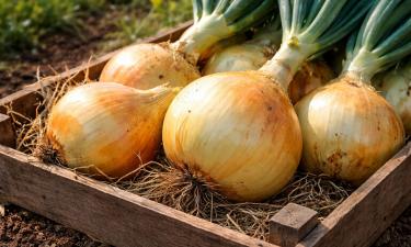 Луковицы размером с две ладони: метод, который делает Эксибишен по-настоящему огромным