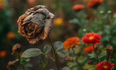 Золотая осень скрывает тёмную сторону: болезни медленно подбираются к клумбам — растения под ударом