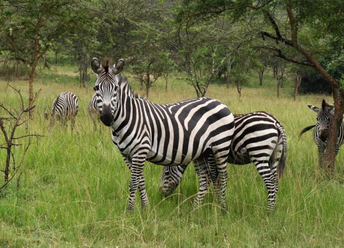 Ученые выяснили, зачем зебрам полосатый окрас