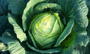 В июле капусту защищают от жары раствором с борной кислотой и йодом