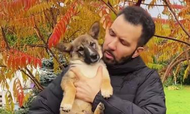 Генетический коктейль: как Денис Клявер определил породу бездомного щенка, которого приютил