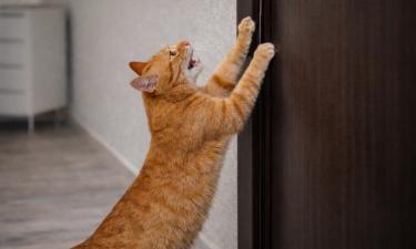 Ограничили доступ — получили истерику: почему коты так остро реагируют на двери