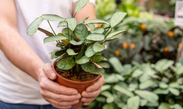 Деформация листьев возникает из-за стресса и полива