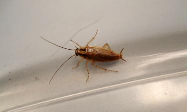 Плита, хлеб и влага — триггеры, после которых начинается тараканий ад