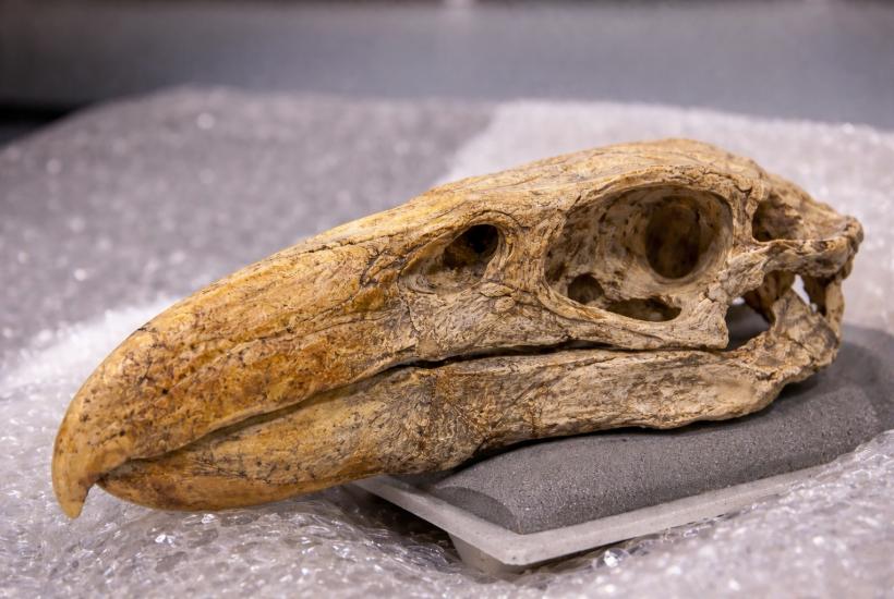 Древний череп