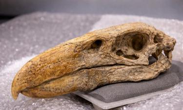 Череп птицы возрастом 45 млн лет приняли за крокодилий — Университет Галле