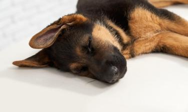 Замирание и моргание щенка указывают на дискомфорт от ласки — Белновости