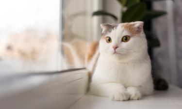 Рыжий, белый или черный: что окрас шерсти расскажет о характере кошки