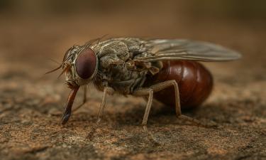 Муха-зомби вживляла в людей трипаносом, меняющих личность и отбирающих разум