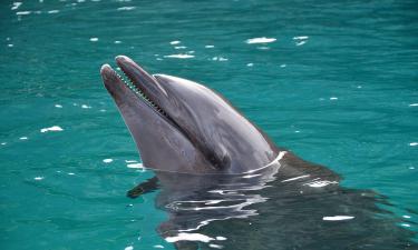 Афалины проявляют агрессию к другим морским животным