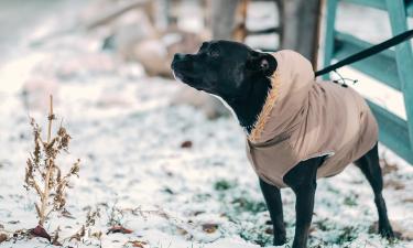 Пылевые клещи усилили зимние аллергические реакции у собак — кинолог Голубев