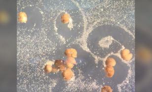 Созданы "живые роботы", которые могут спонтанно самовоспроизводиться