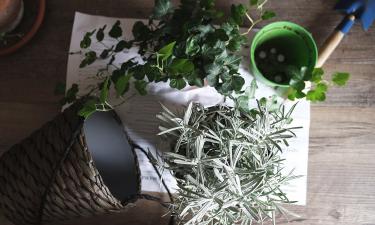 Проблемы с комнатными растениями: как избежать плесени и влаги в горшках