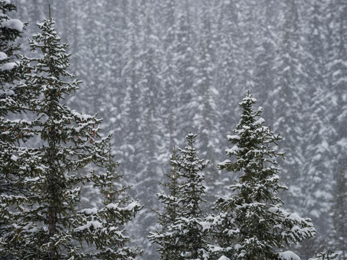 Тайга не отпускает никого: найден третий погибший рядом с местом исчезновения Усольцевых