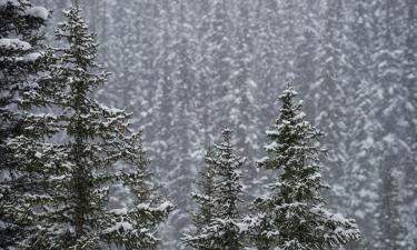 Тайга не отпускает никого: найден третий погибший рядом с местом исчезновения Усольцевых