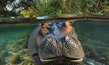 Гигант, который потеет кровью без ран и шрамов: это животное уносит до 500 человеческих жизней в год