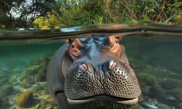 Бегемоты выделяют красный защитный секрет вместо пота для защиты от солнца