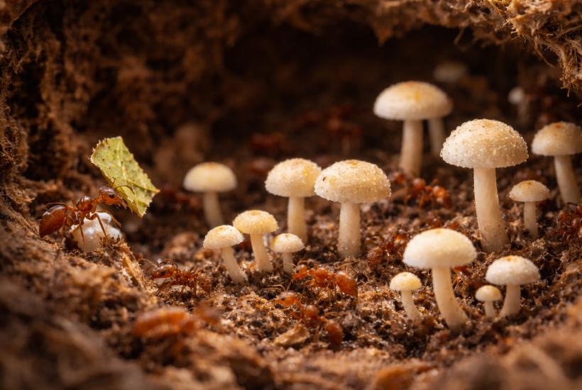 Муравьи ползают в грибах