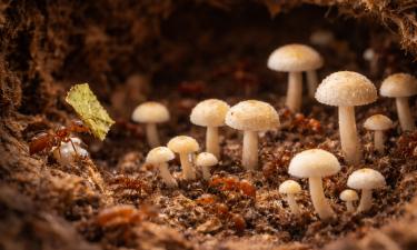 Муравьи начали выращивать грибы 66 млн лет назад