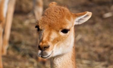 Каменные ловушки, которые не смогли разгадать инки: что скрывали вершины Чили