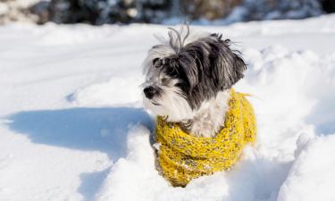 Грязный снег стал источником инфекций у домашних собак — Питомцы Mail