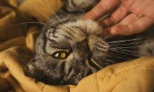 Кошка жмётся к вам не из-за ласки: это тревожный сигнал, который хозяева часто игнорируют