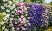 Забор-сетка станет произведением искусства: цветок, который меняет весь участок