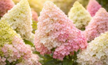 Цветы-хамелеоны, которые не знают скуки: топ-7 гортензий с меняющимися оттенками