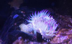 Создан аппарат для охоты за глубоководными животными