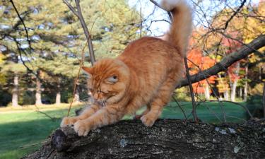 Болезнь кошачьих когтей: диагностика и лечение бартонеллеза у человека