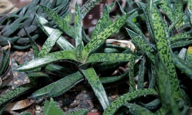 Цветок из эпохи динозавров: вот как он переживает миллионы лет и остаётся на подоконнике