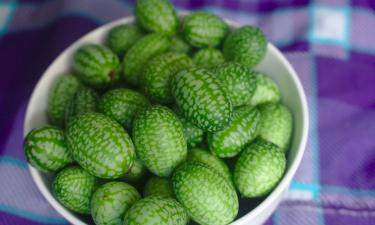 Смотришь — арбуз, ешь — огурец: загадочная лиана покоряет дачников