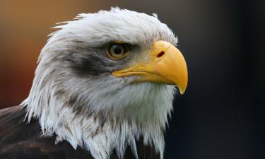 Закон о статусе национальной птицы США подписали только спустя 242 года