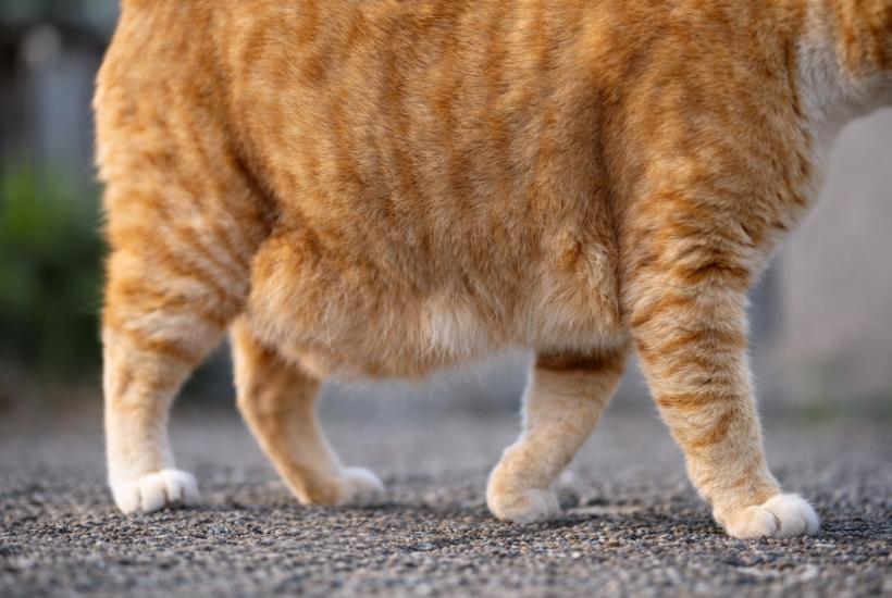 Кошачий брюшной мешок